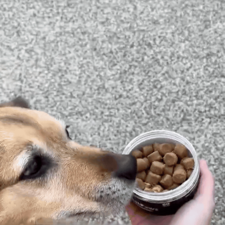 💔 När din hund inte längre känns som sig själv